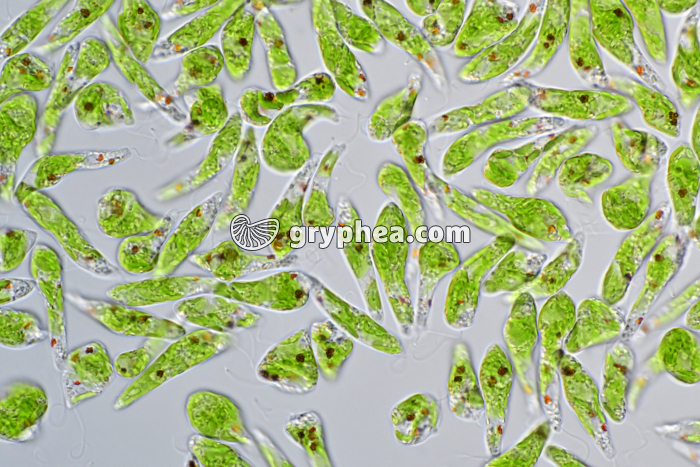 Euglena viridis x200 - gryphea.com